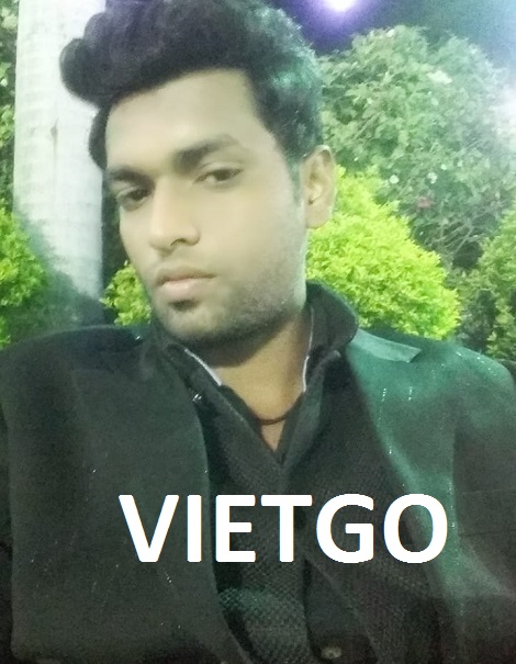 Gỗ thông xẻ Vietgo